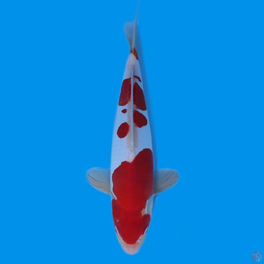 KOHAKU DOITSU ~30CM STRONGG~