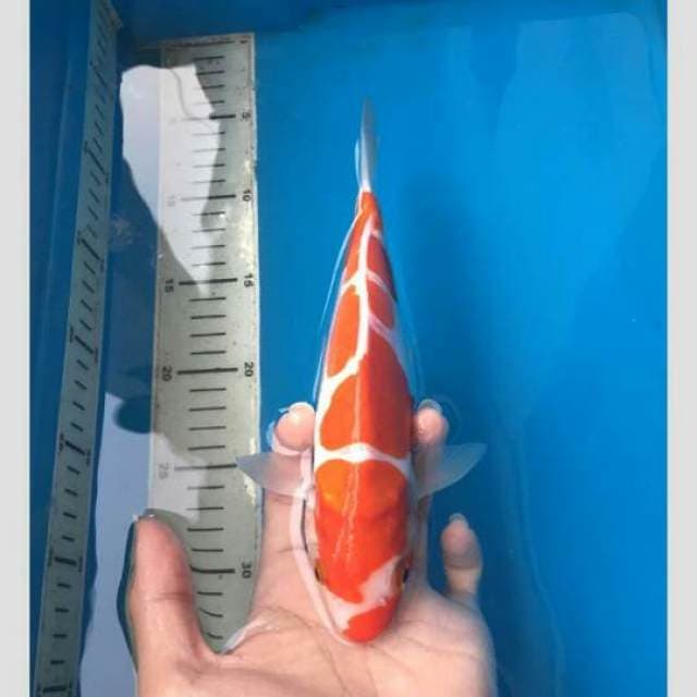 Obral mau thn baru ob 0 Kohaku doit 30bu