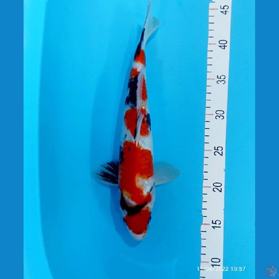 SHOWA MARUTEN 33 CM