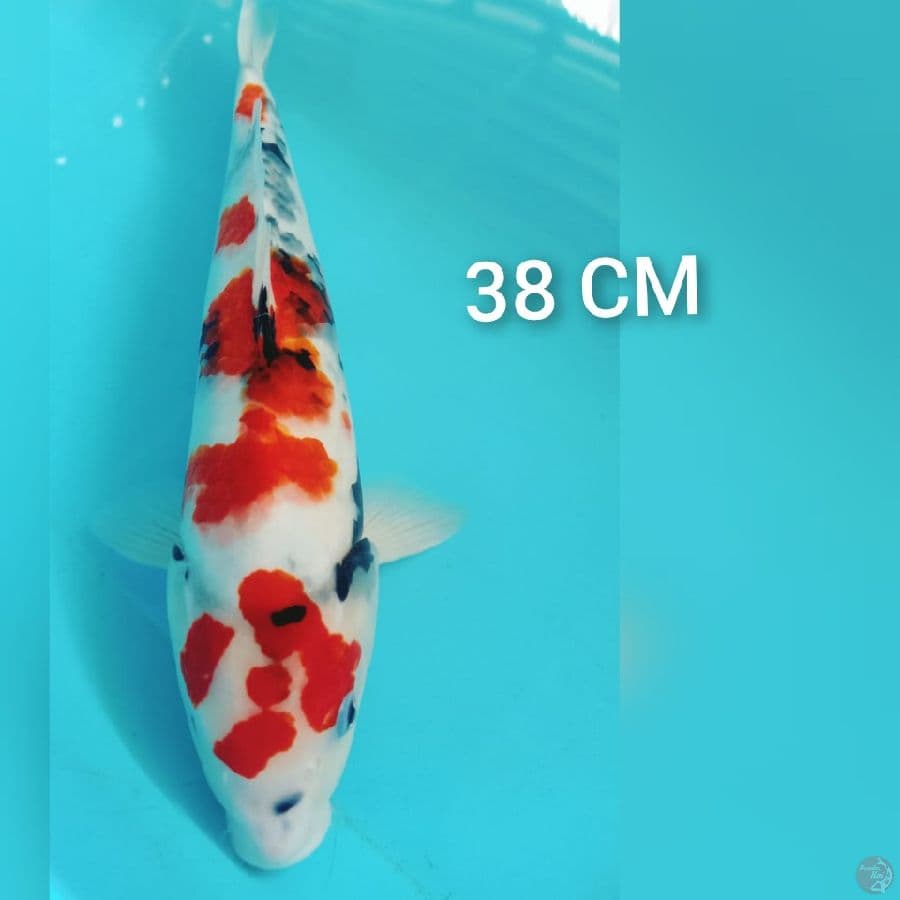 SHOWA 38 CM