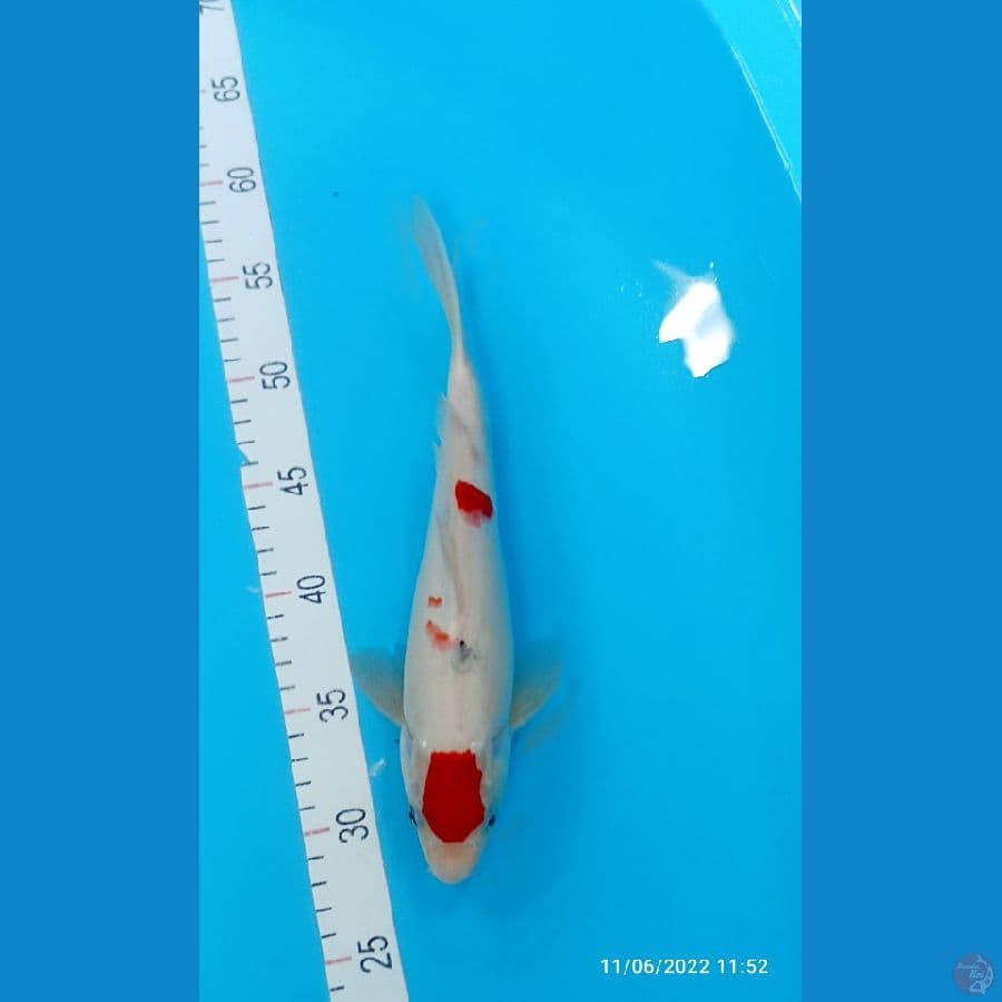 TANCO SANKE 30 CM