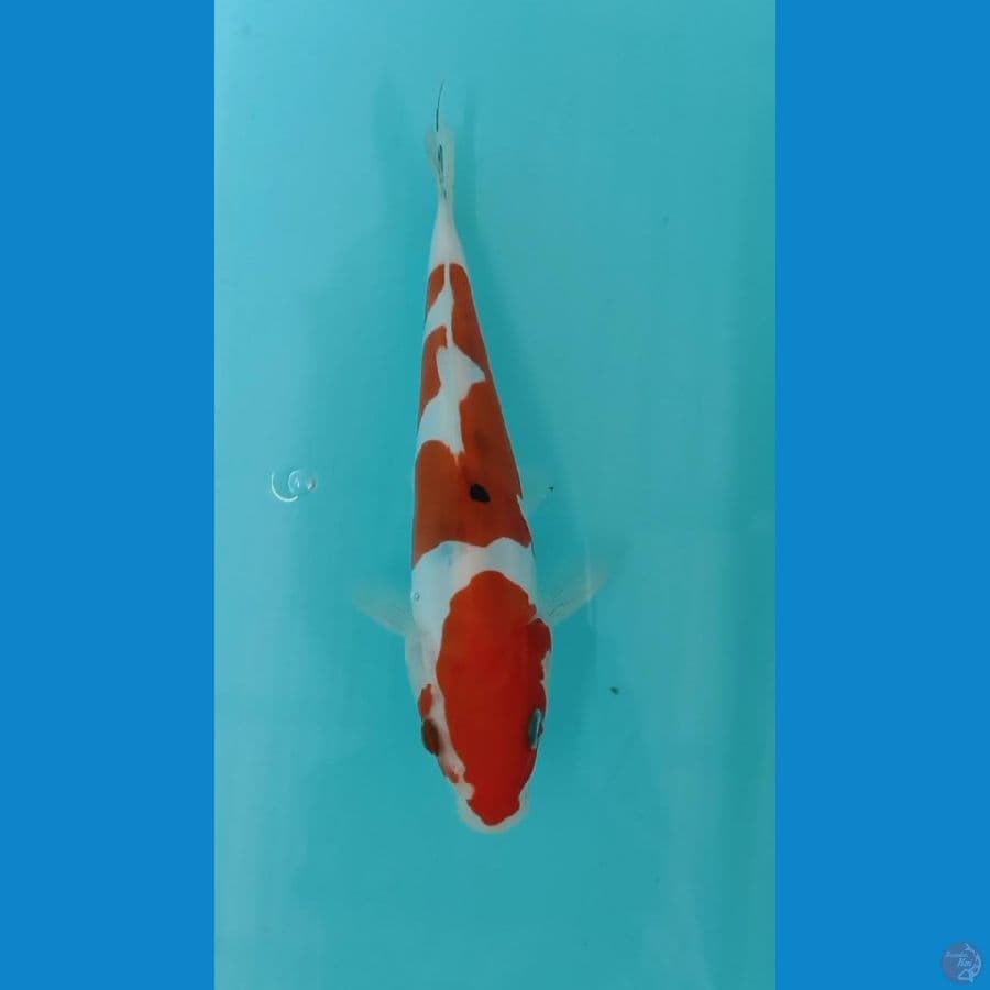 sanke doitsu