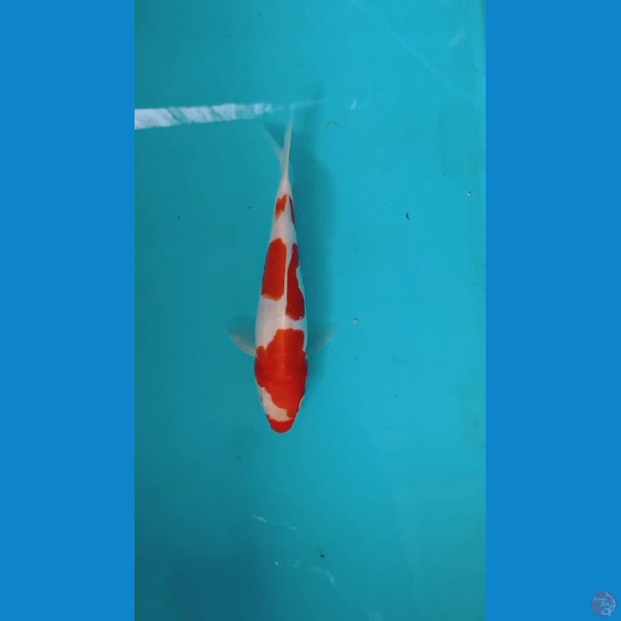 kohaku doitsu