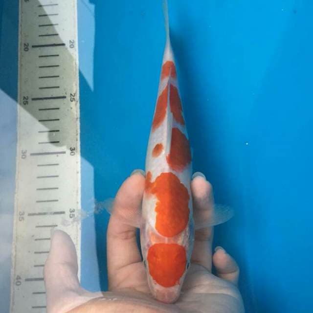 Obral thn baru ai goromo sq 25cm