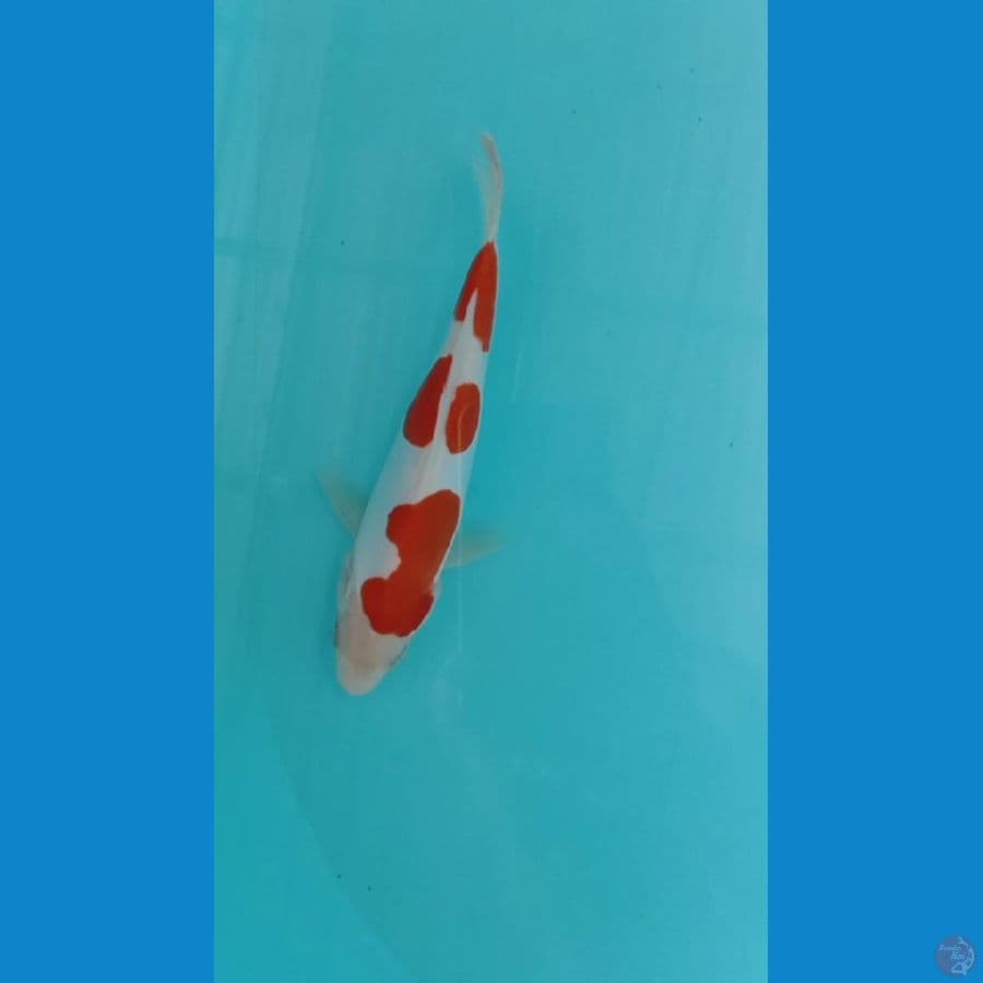 kohaku doitsu