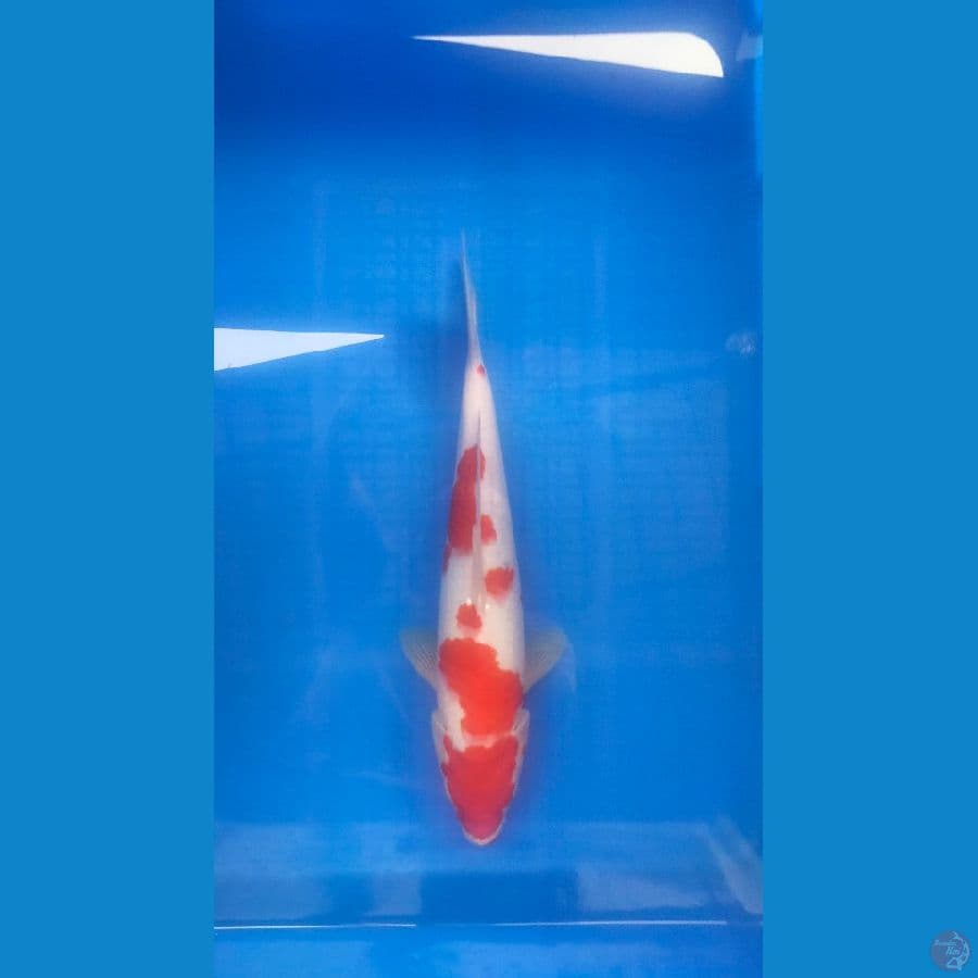 kohaku 35 cm