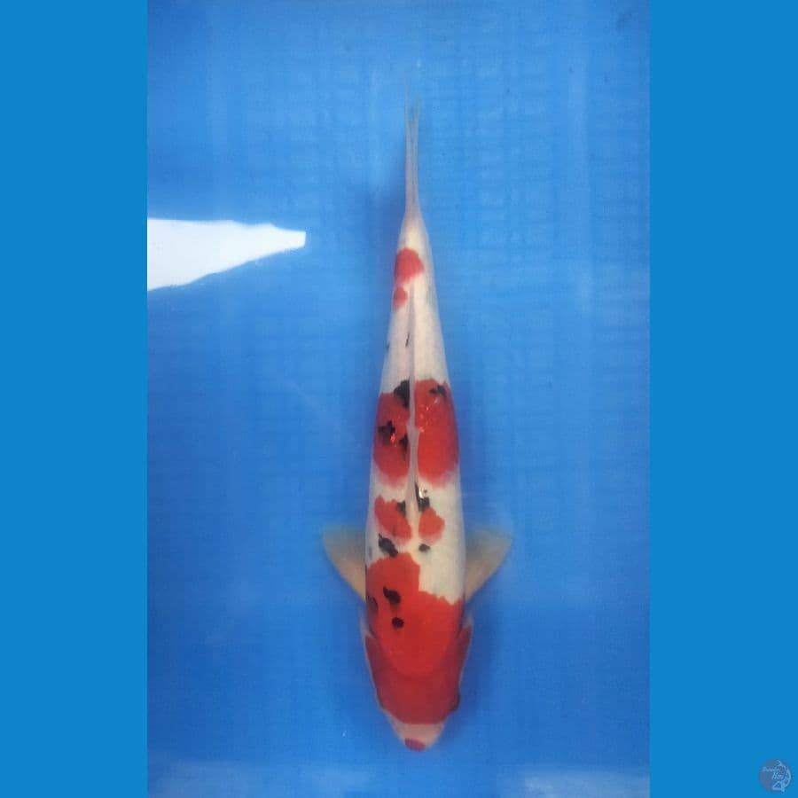 Sanke 32 cm