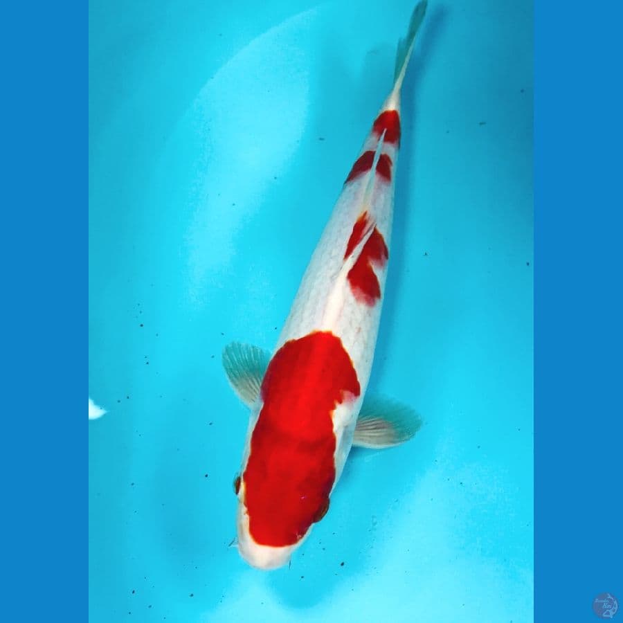 kohaku 29cm