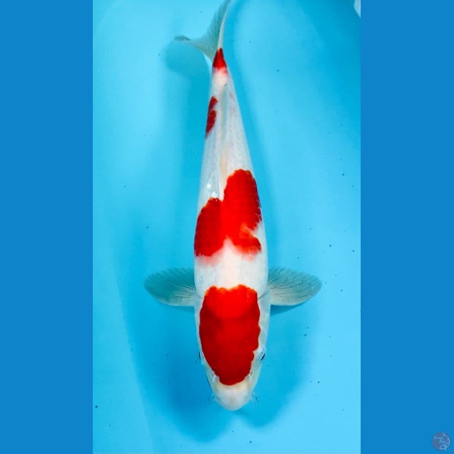 kohaku 35cm