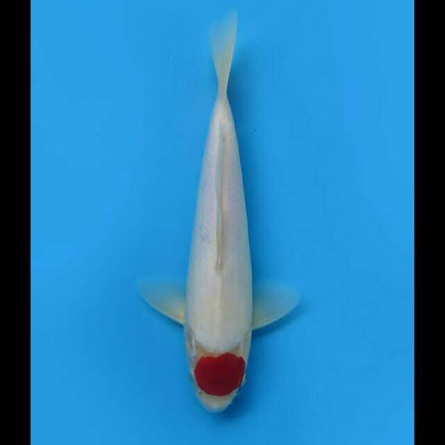 28cm Male - Red Tancho Kohaku Original