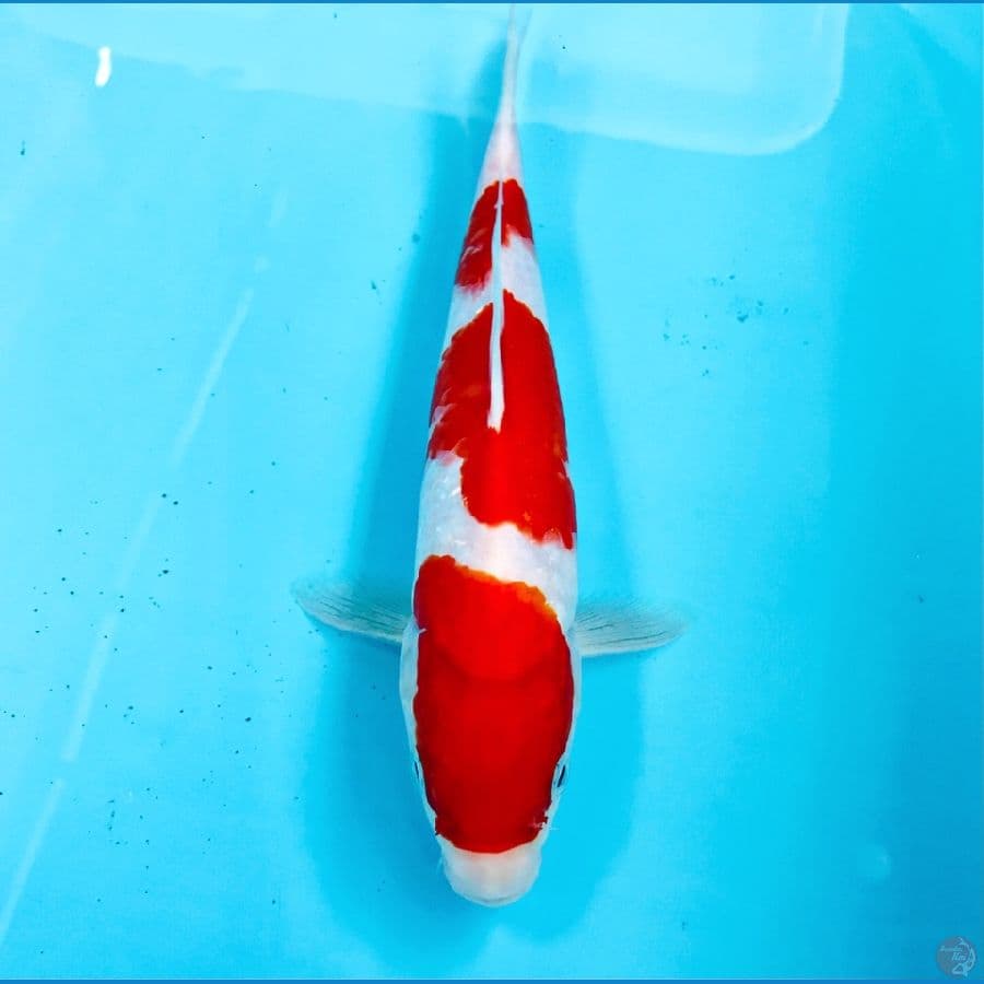 kohaku 23cm