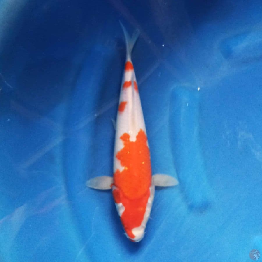 KOHAKU 27 cm