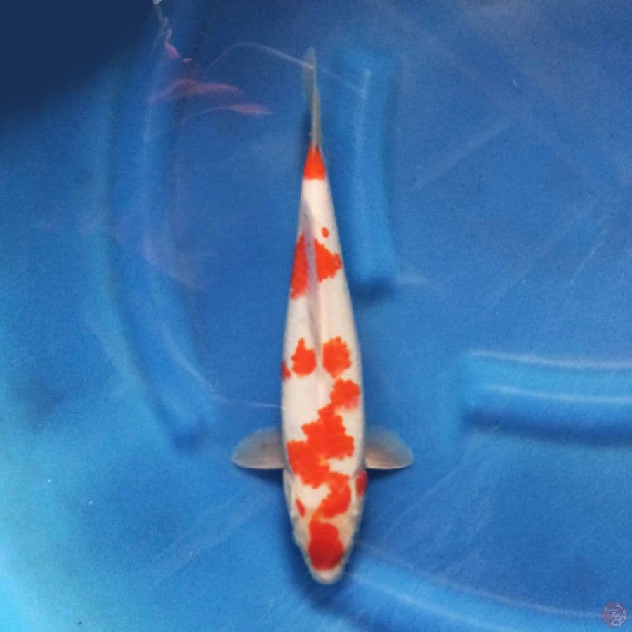 kohaku 30cm