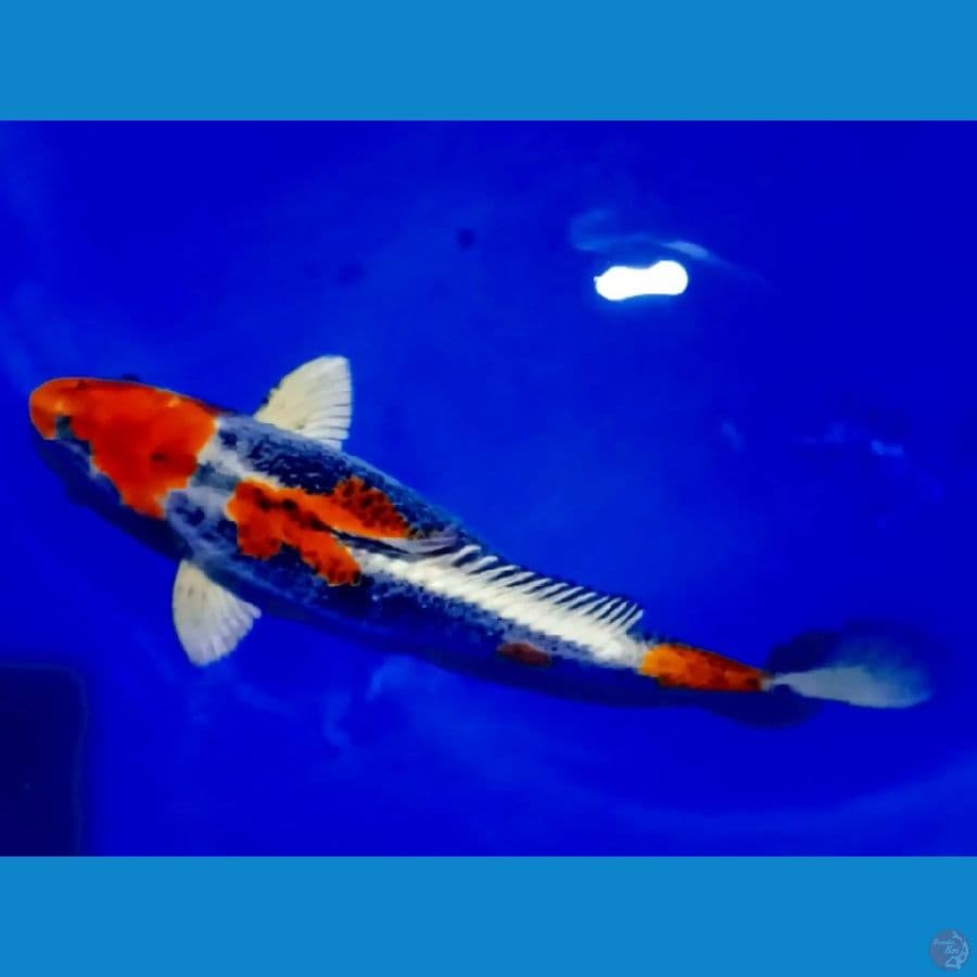 banana kujaku 40 cm