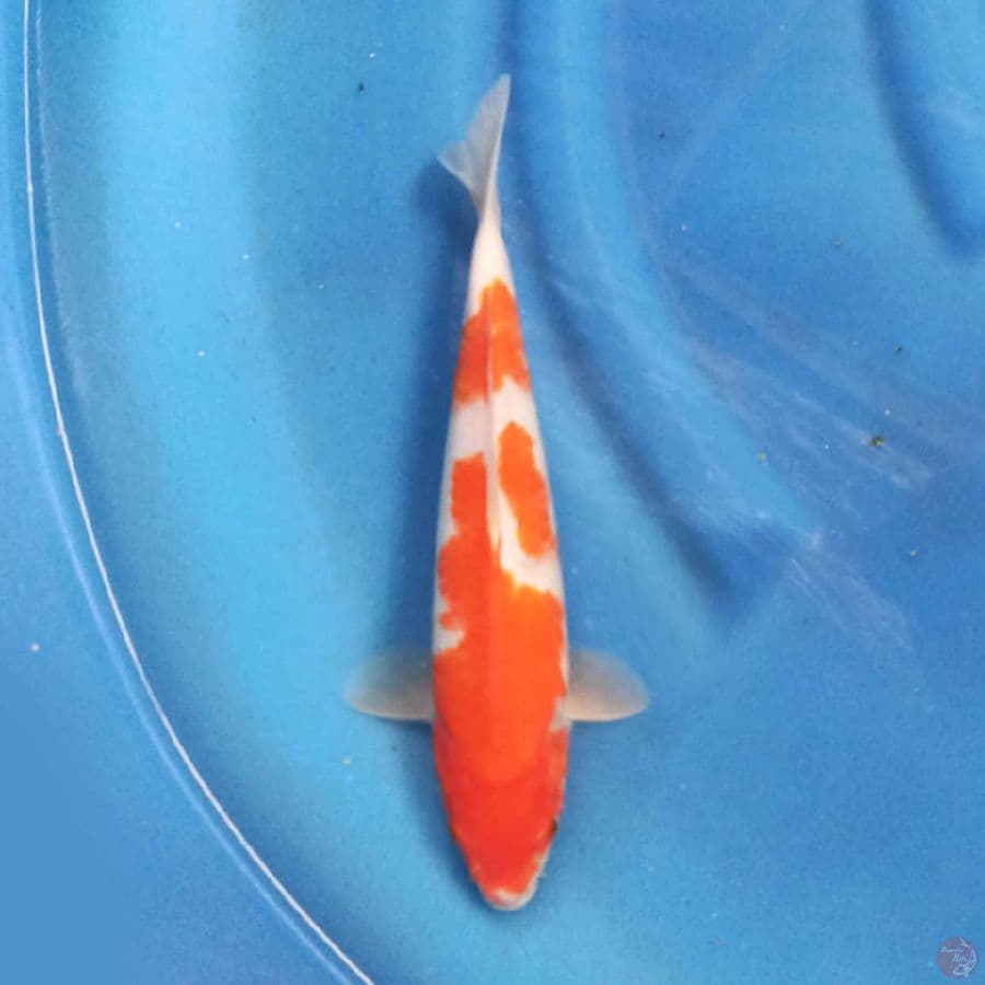 KOHAKU 27CM