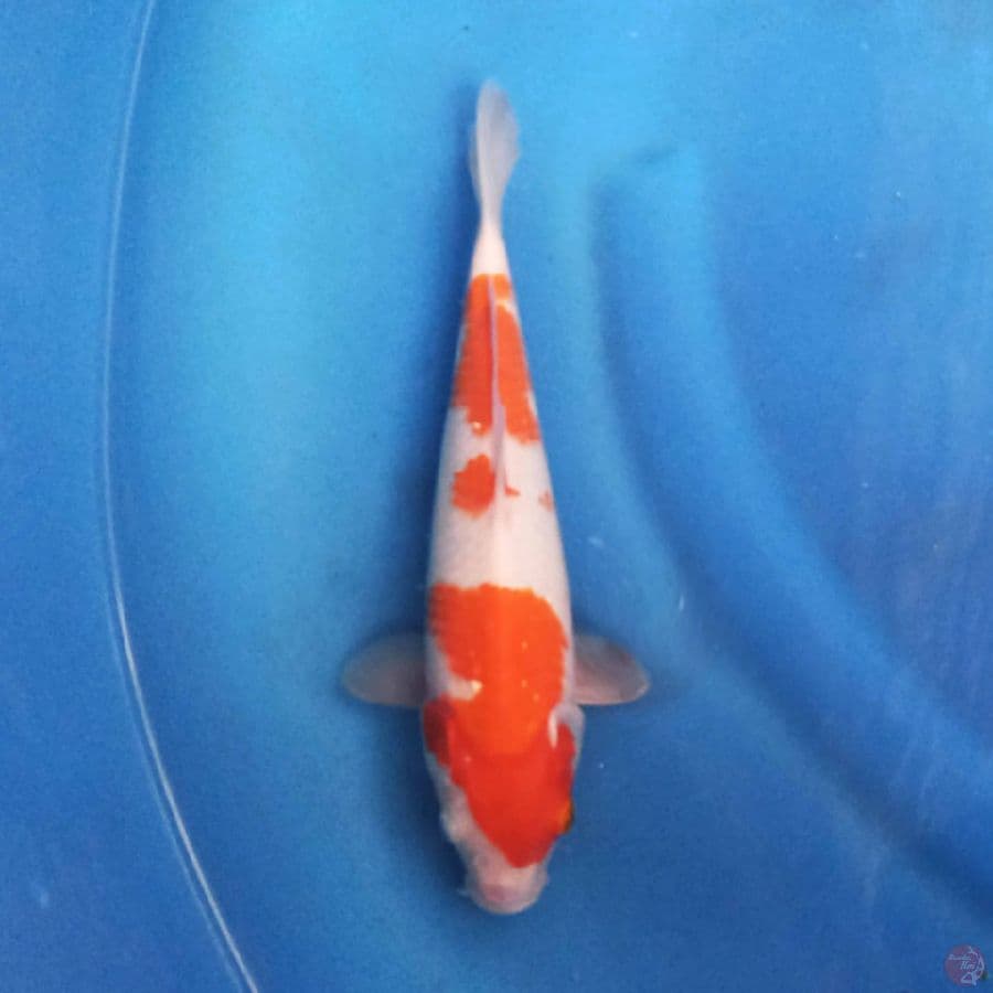 KOHAKU 25CM