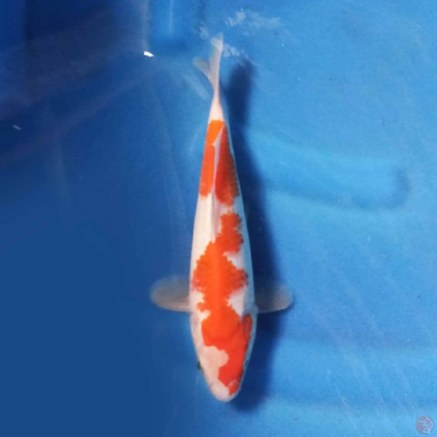KOHAKU INAZUMA 25CM