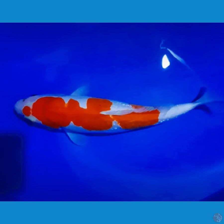 kohaku doitsu 38 cm