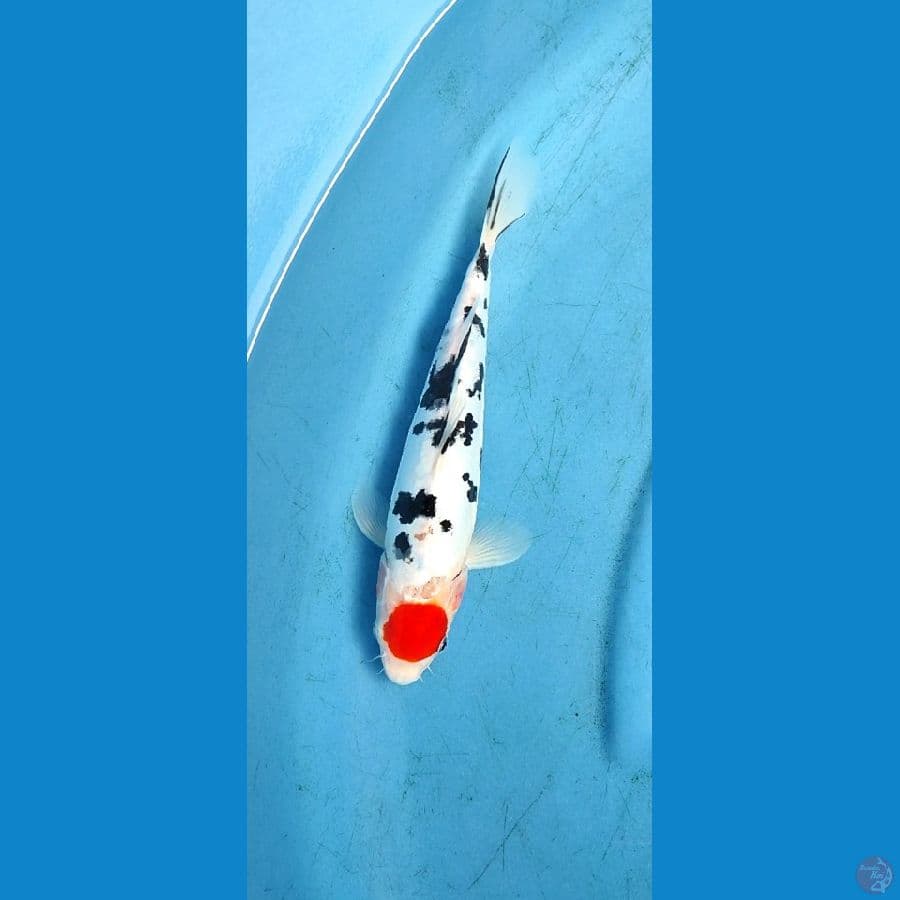 tc sanke 28 cm