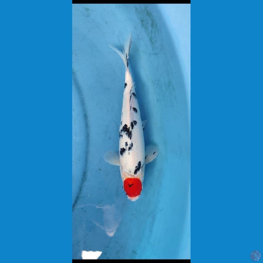 tc sanke 31 cm