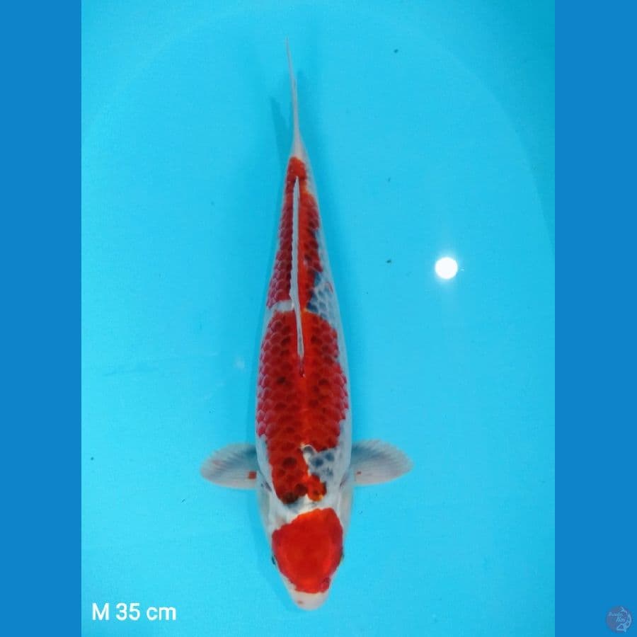 goshiki 35cm ( male)