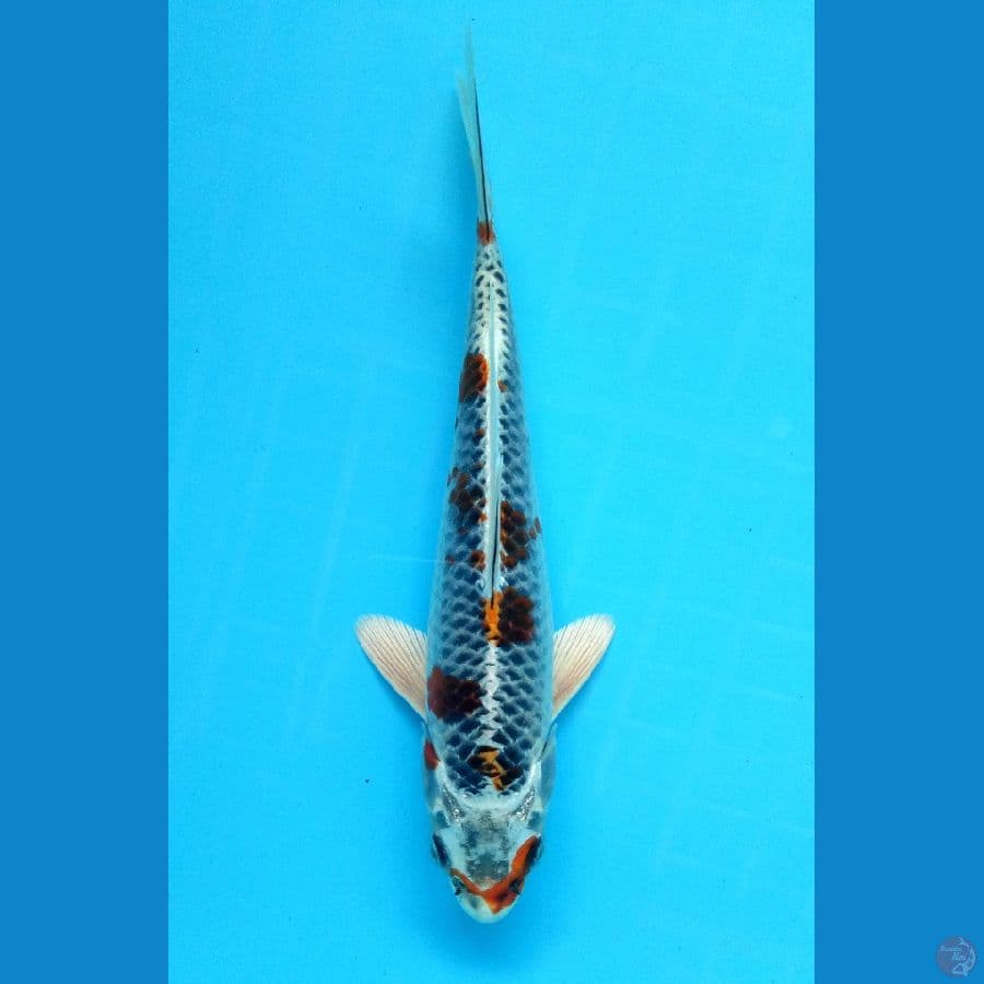 Kujaku 22cm