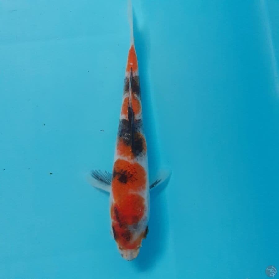 *SHOWA MINI//13 CM*