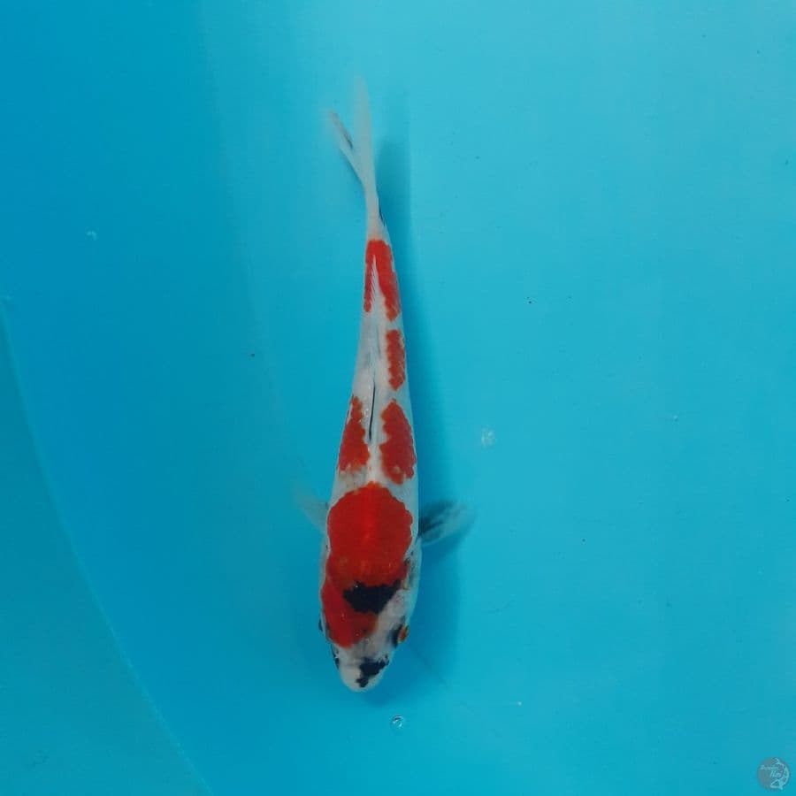 *SHOWA//13 CM*