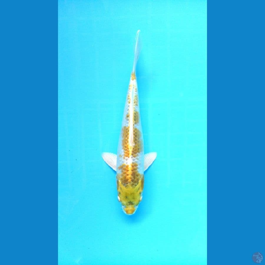 Kujaku 27cm