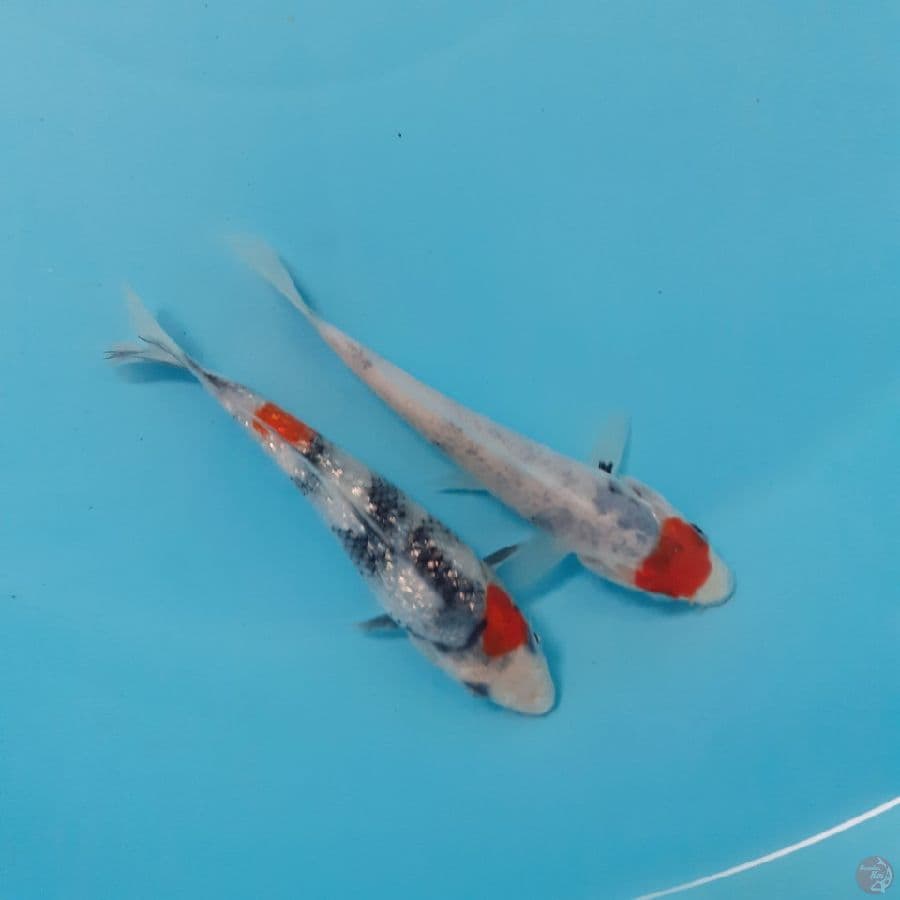 *TANCHO SHOWA//13-14 CM*