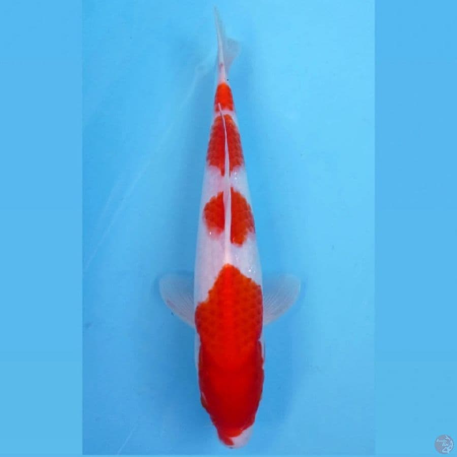kohaku, 29 cm