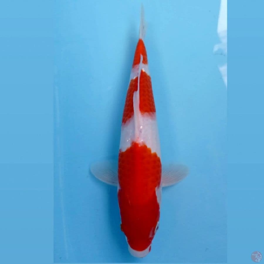 kohaku, 29 cm