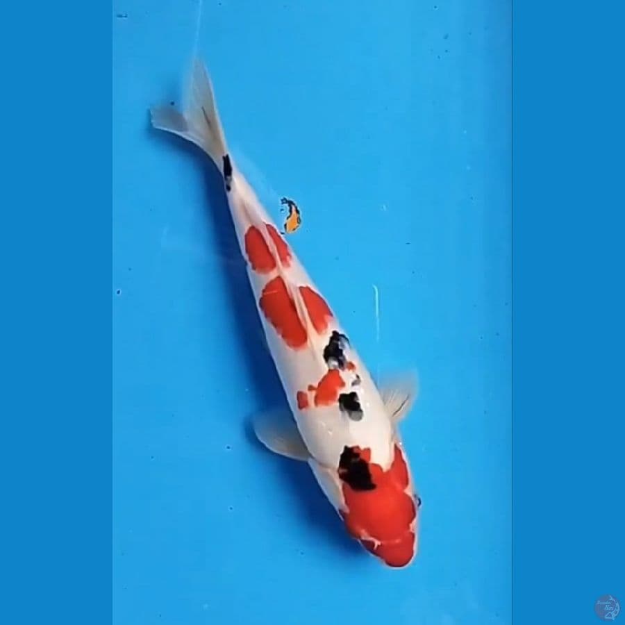 SANKE MALE 29CM