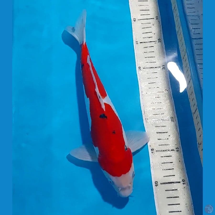 SANKE DOITSU 33 CM