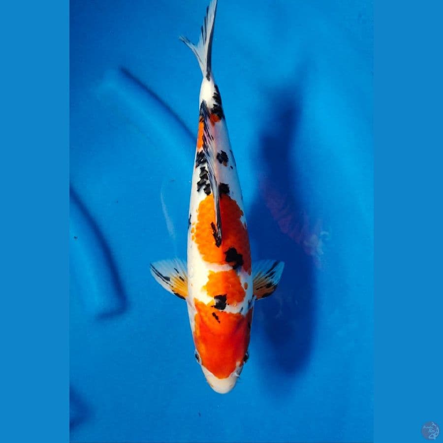 motoaka sanke 32cm
