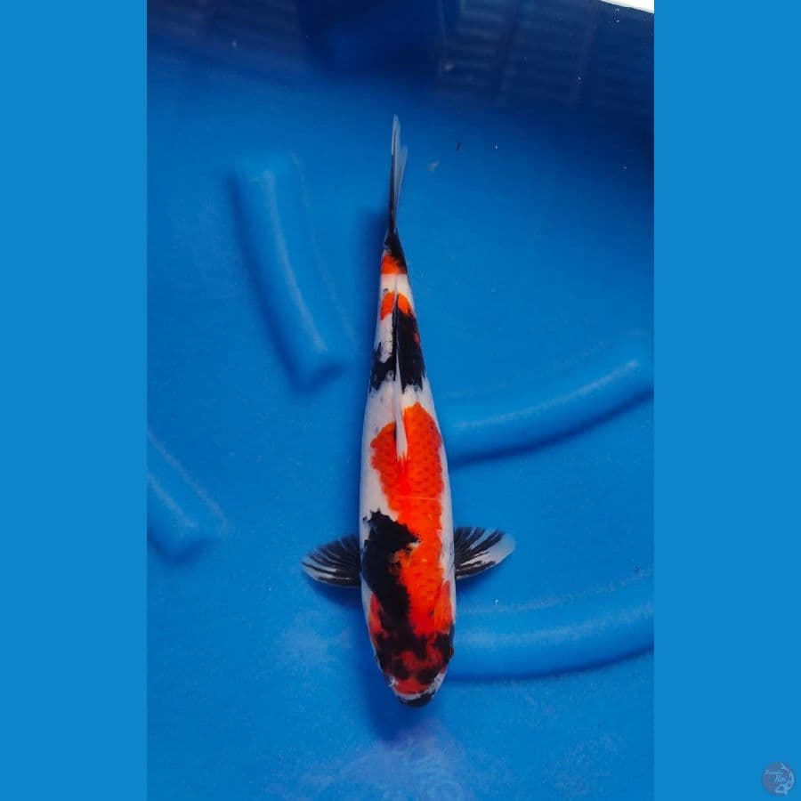 showa male 34cm