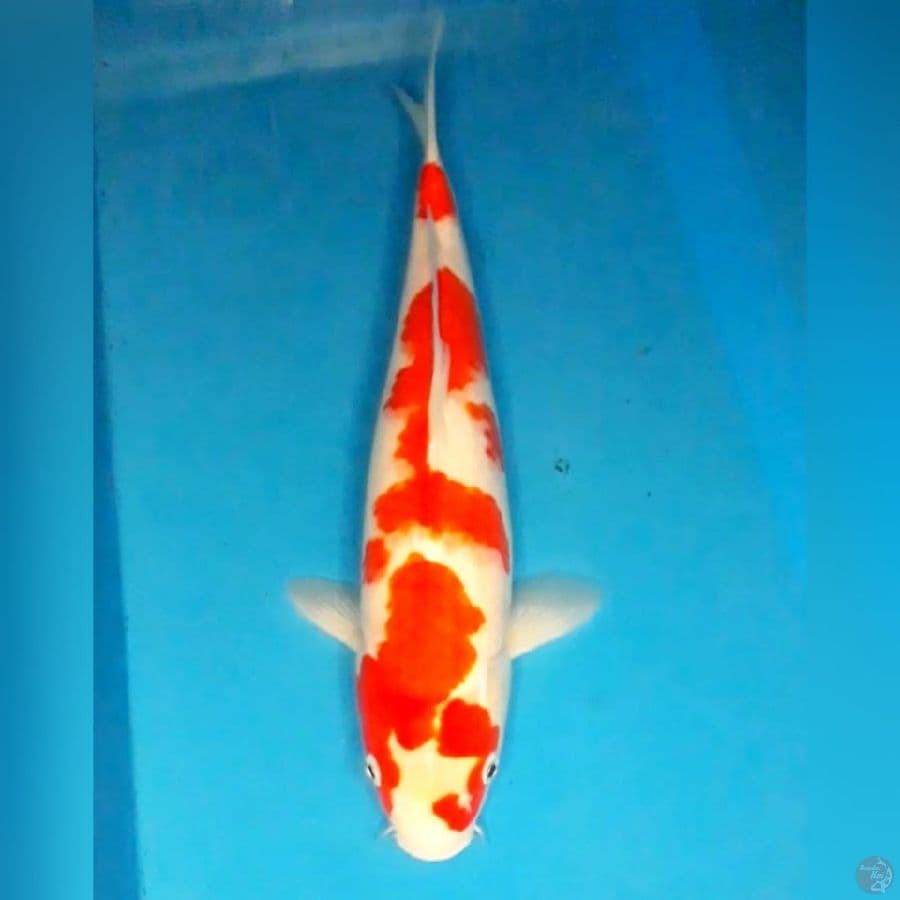 38cm