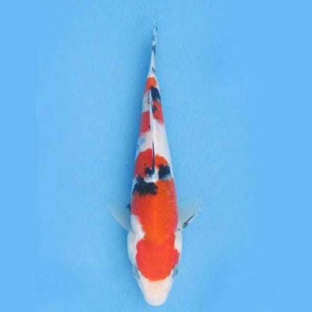 Near Koi - HQ Future 16cm