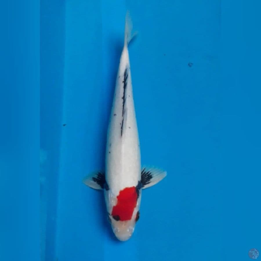 32cm