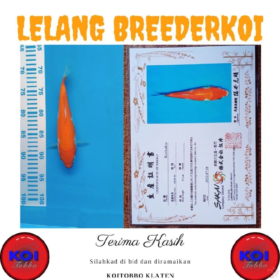 Kohaku 26cm Import Sakai Koi Farm Sertifikat