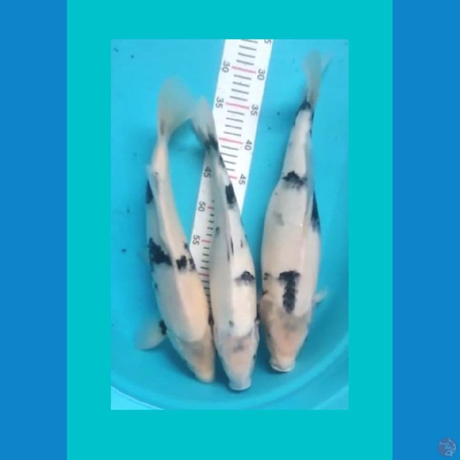 Shiro Tategoi | 41, 42, 44 cm | 2 Male 1 Female