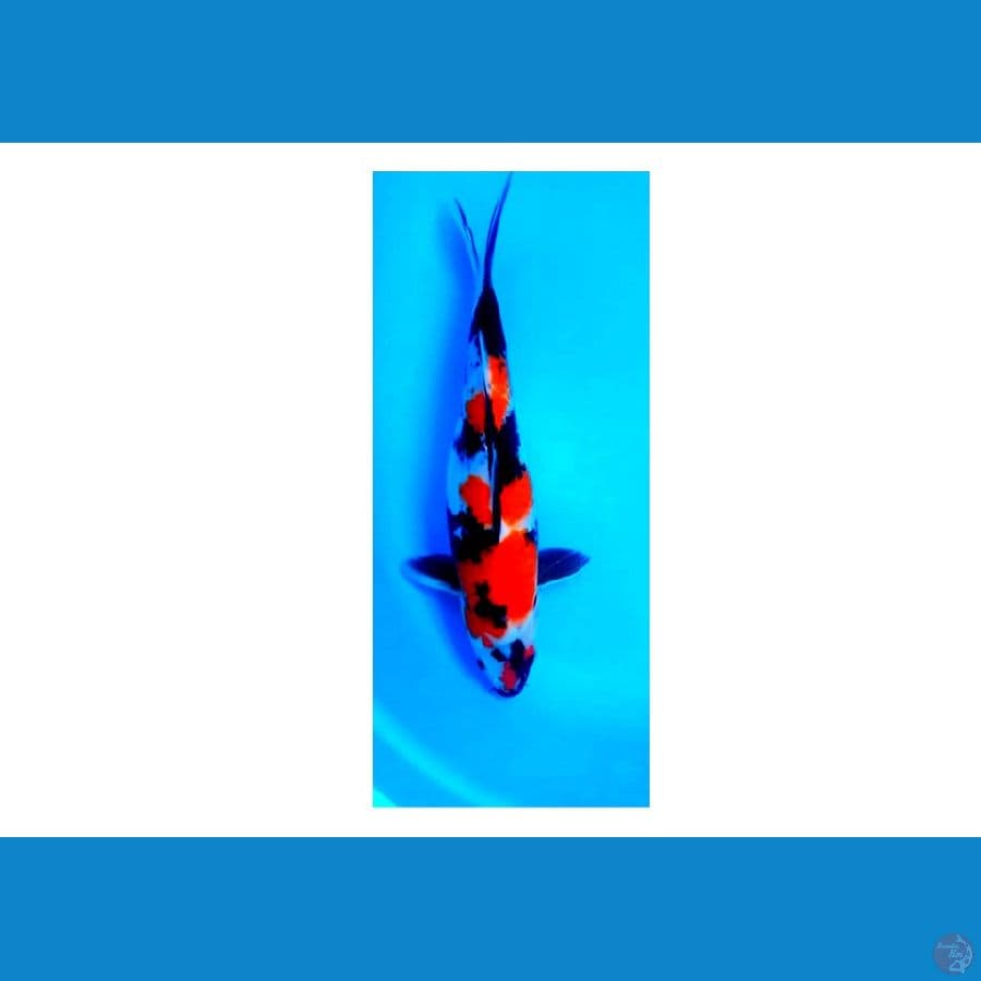 Showa | 40 cm | Female