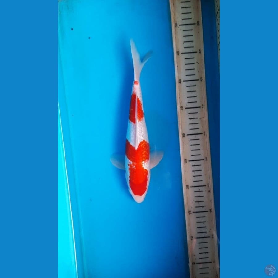 kohaku ginrin
