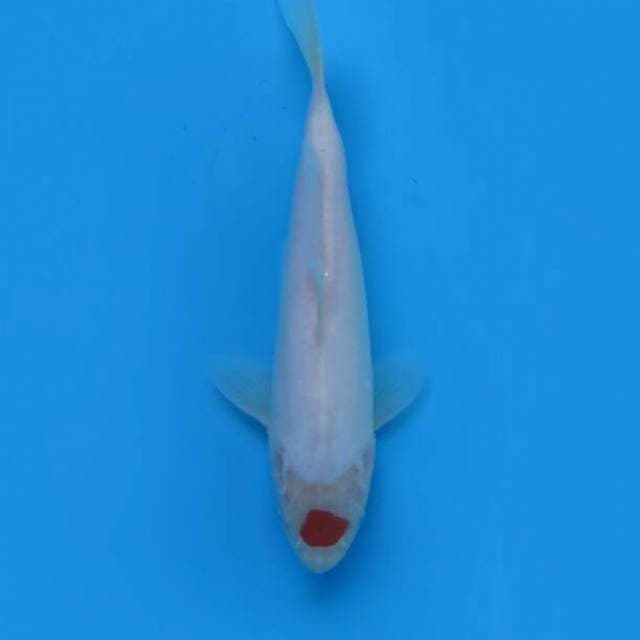 Tancho 21 cm