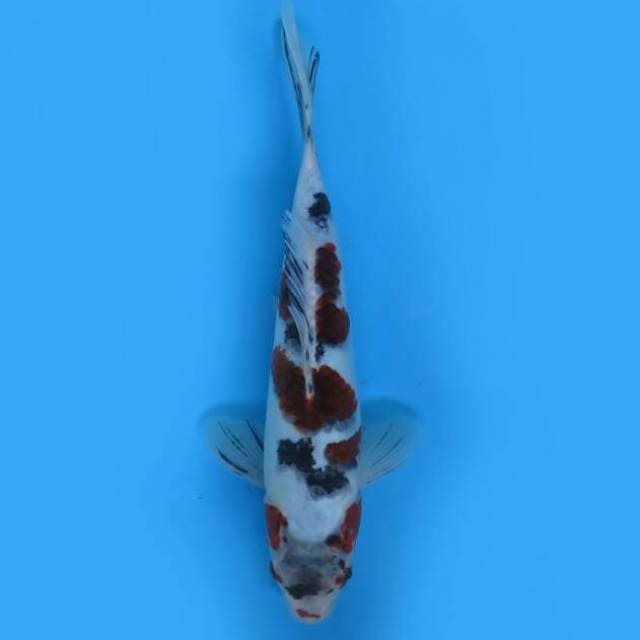 Budo goromo27cm