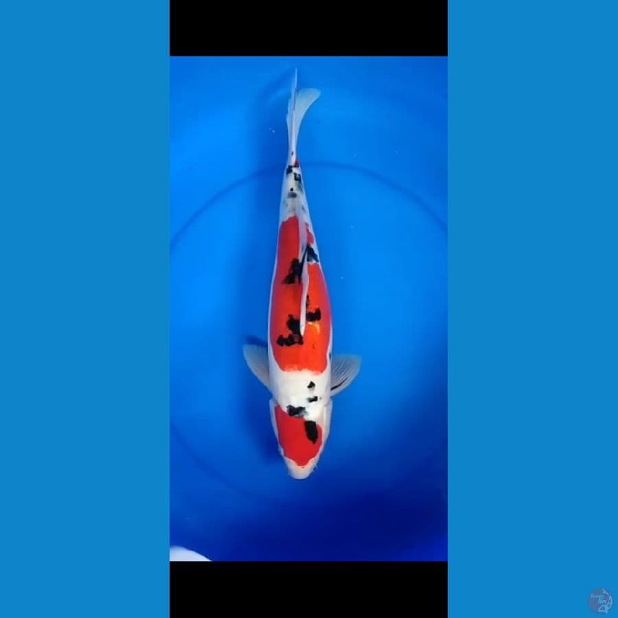 Sanke Doit 45 cm