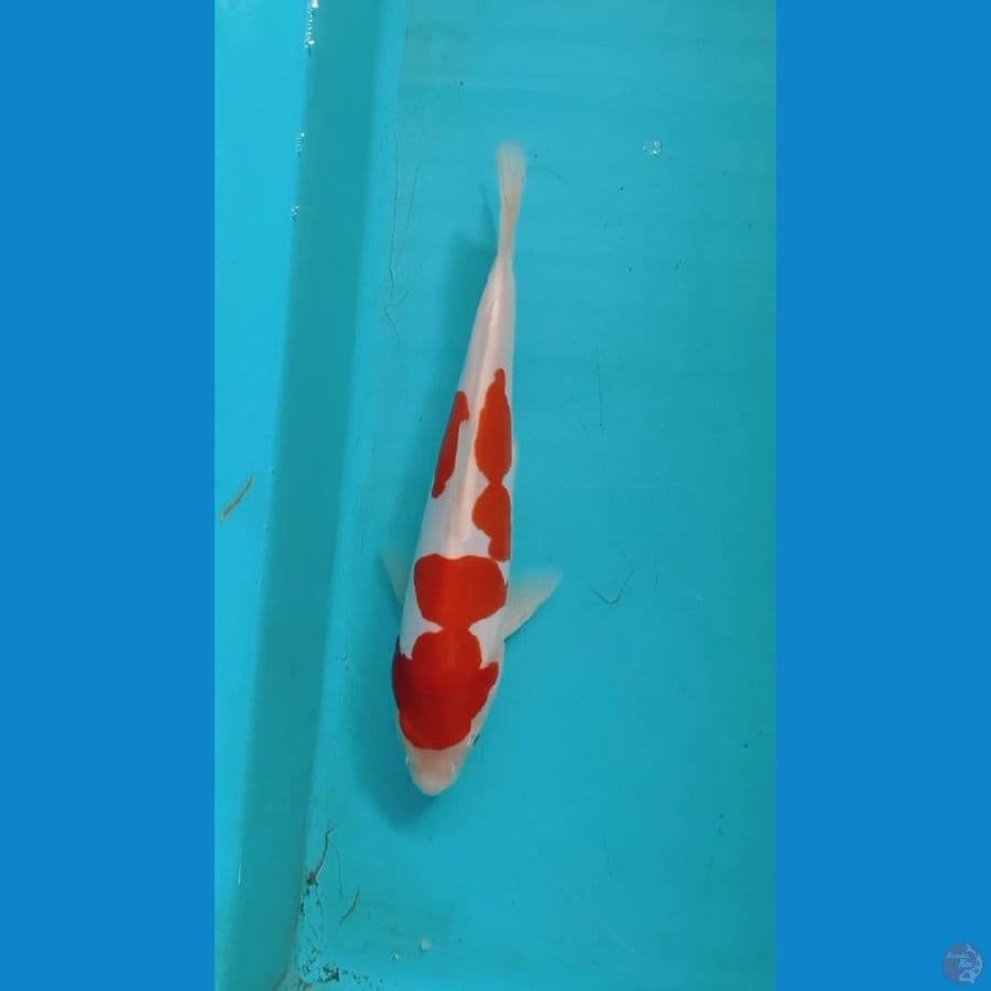 kohaku doitsu