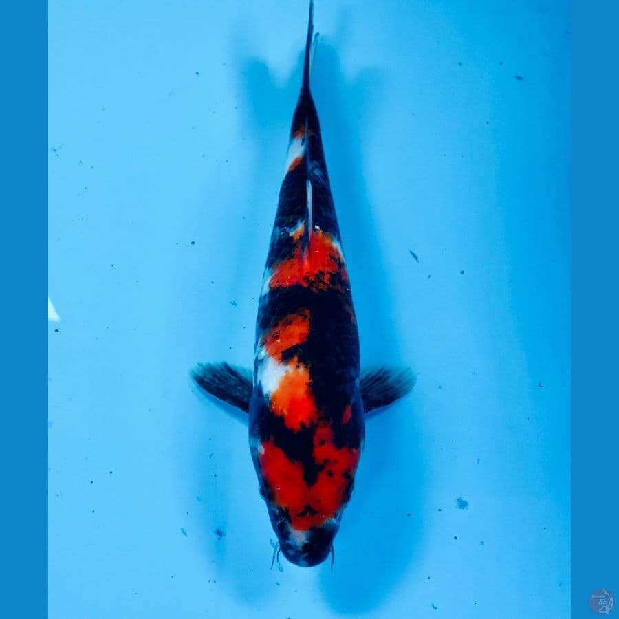showa 24 cm