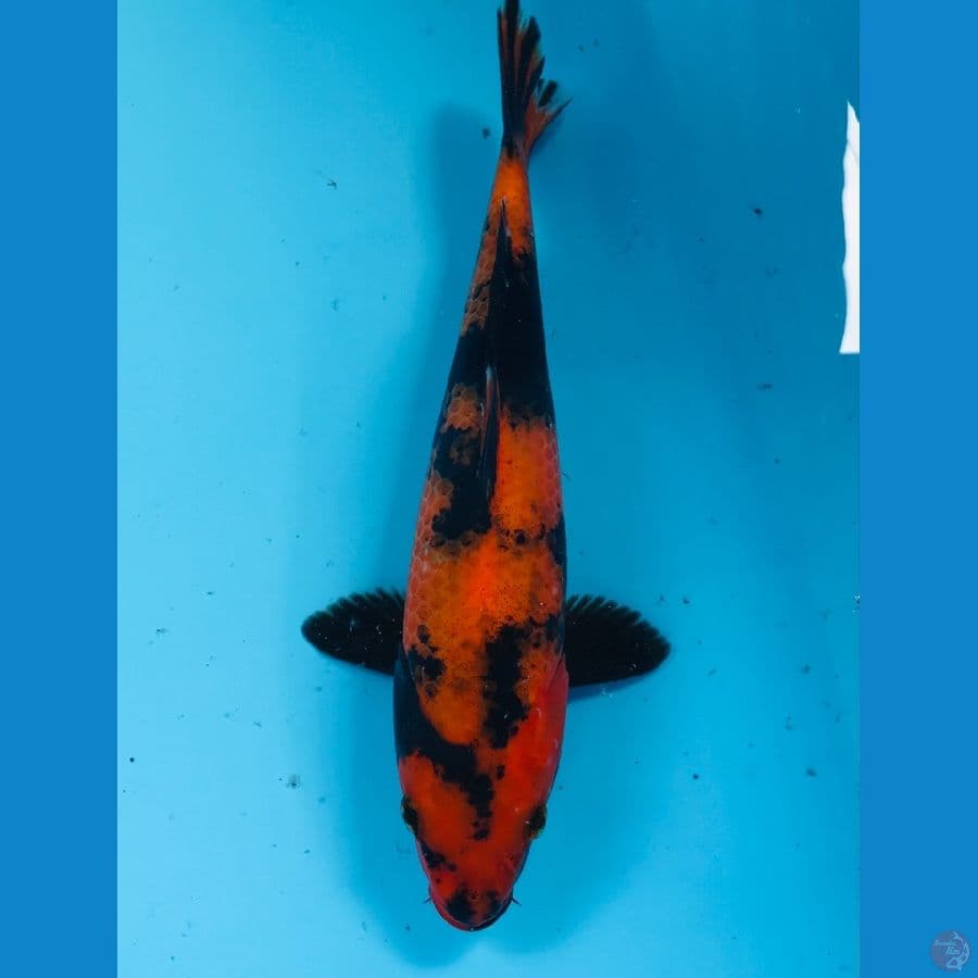 hi utsuri 27cm