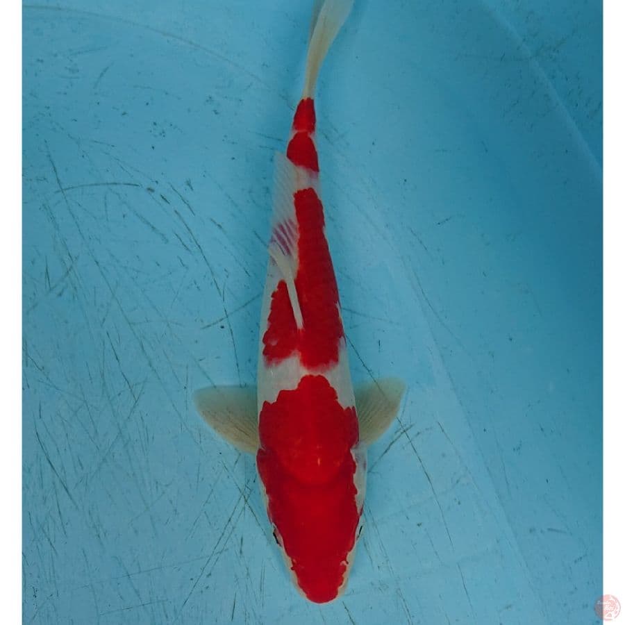 KOHAKU 26 CM
